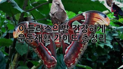 #아틀라스의발🦶 건강하게, 운동&재활 가이드 총정리!